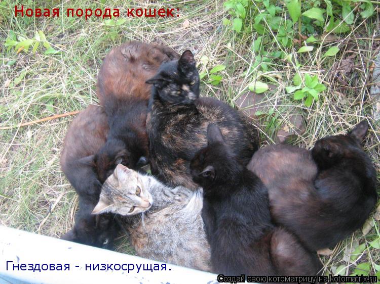 Новая порода кошек: Гнездовая - низкосрущая.... Котоматрица: Новая порода кошек: Гнездовая - низкосрущая.
