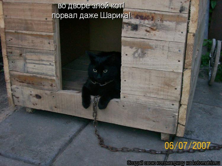 во дворе злой кот! порвал даже Шарика!... Котоматрица: во дворе злой кот! порвал даже Шарика!