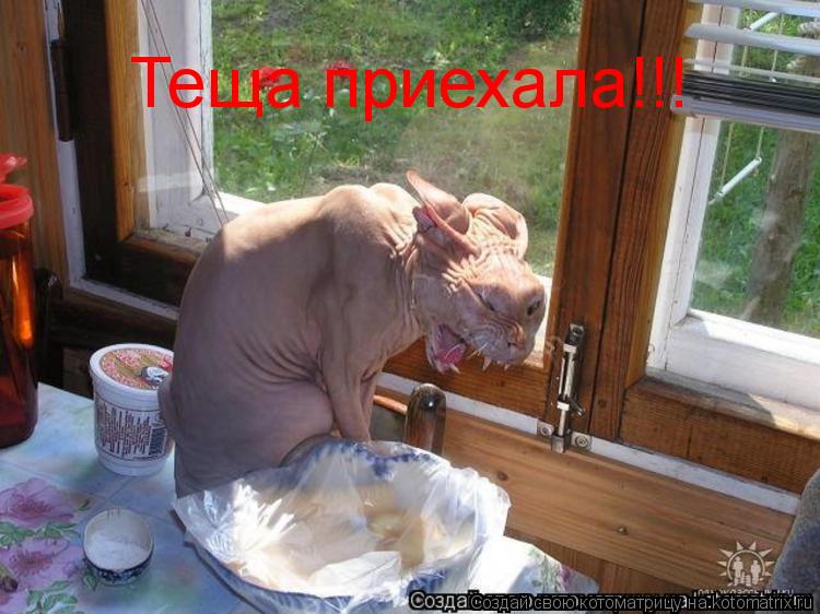 Теща приехала!!!... Котоматрица: Теща приехала!!!
