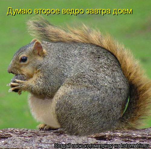 Думаю второе ведро завтра доем... Котоматрица: Думаю второе ведро завтра доем
