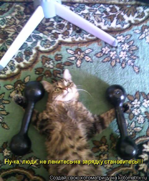 Ну-ка, люди, не ленитесь-на зарядку становитесь!!!... Котоматрица: Ну-ка, люди, не ленитесь-на зарядку становитесь!!!