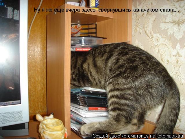Ну я же еще вчера здесь, свернувшись калачиком спала...... Котоматрица: Ну я же еще вчера здесь, свернувшись калачиком спала...