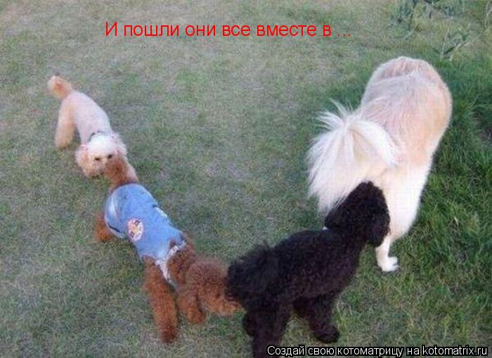 И пошли они все вместе в ...... Котоматрица: И пошли они все вместе в ...