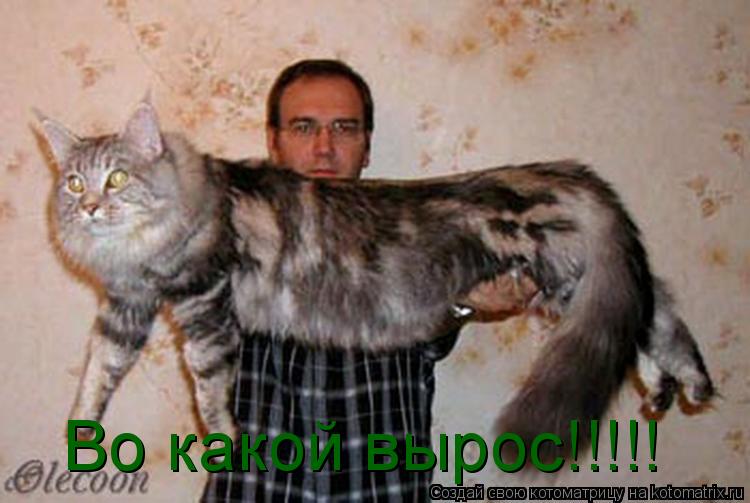 Котоматрица: Во какой вырос!!!!!