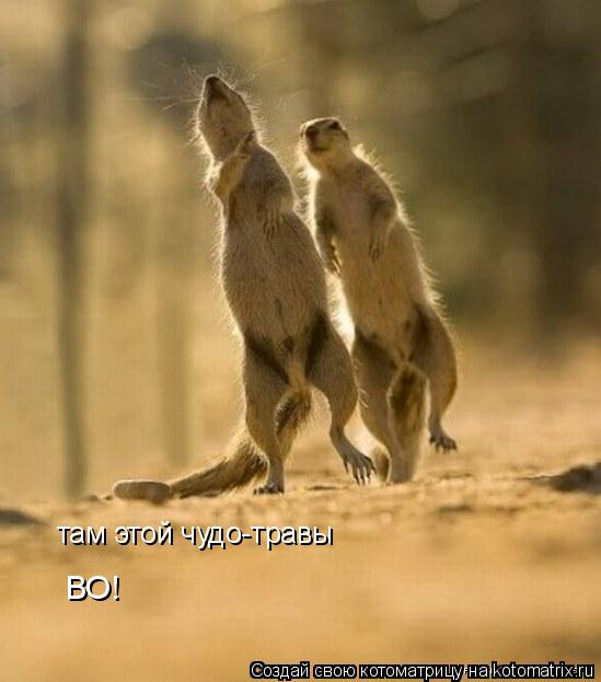 Котоматрица: ВО! там этой чудо-травы