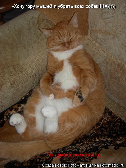 -Хочу гору мышей и убрать всех собак!!!!=))))) Так думают все коты!=)))... Котоматрица: -Хочу гору мышей и убрать всех собак!!!!=))))) Так думают все коты!=)))