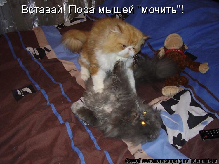 Вставай! Пора мышей "мочить"!... Котоматрица: Вставай! Пора мышей "мочить"!