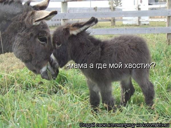 -мама а где мой хвостик?... Котоматрица: -мама а где мой хвостик?