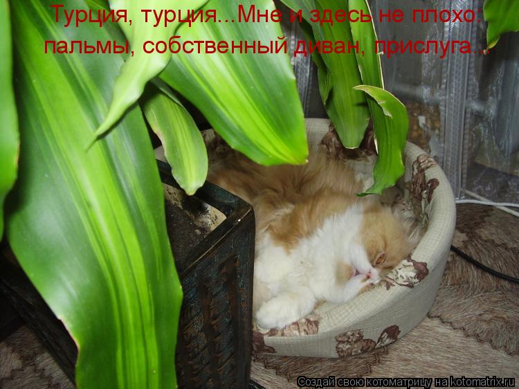 Турция, турция...Мне и здесь не плохо: пальмы, собственный диван, прислуга...... Котоматрица: Турция, турция...Мне и здесь не плохо: пальмы, собственный диван, прислуга...
