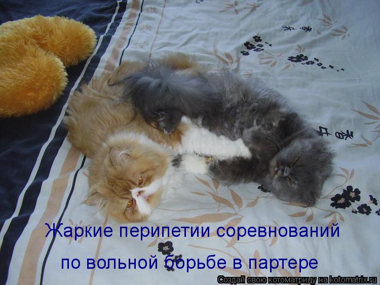 Жаркие перипетии соревнований по вольной борьбе в партере... Котоматрица: Жаркие перипетии соревнований по вольной борьбе в партере