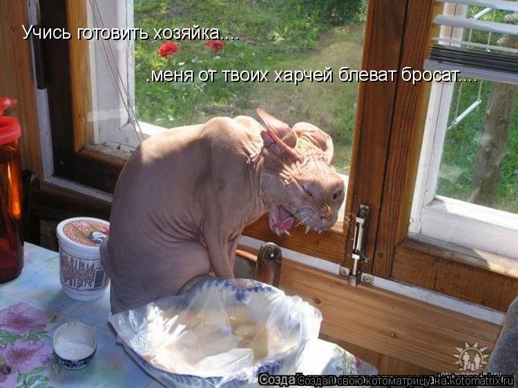 Учись готовить хозяйка.....меня от твоих харчей блеват бросат... Учись готовить хозяйка.... .меня от ... Котоматрица: Учись готовить хозяйка.....меня от твоих харчей блеват бросат... Учись готовить хозяйка.... .меня от твоих харчей блеват бросат....