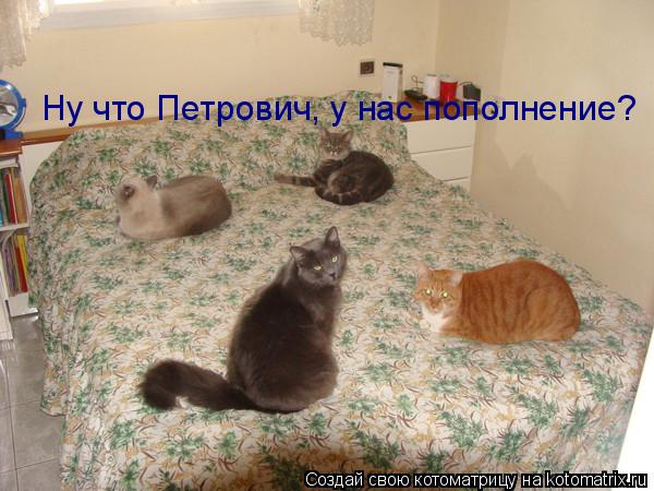 Ну что Петрович, у нас пополнение?... Котоматрица: Ну что Петрович, у нас пополнение?