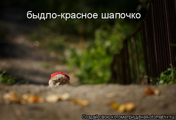 быдло-красное шапочко... Котоматрица: быдло-красное шапочко