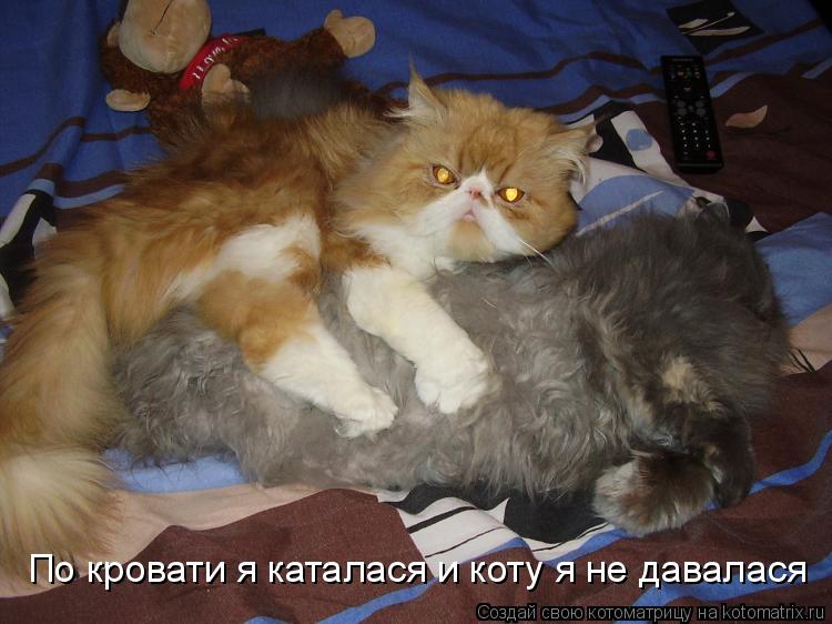 По кровати я каталася и коту я не давалася... Котоматрица: По кровати я каталася и коту я не давалася