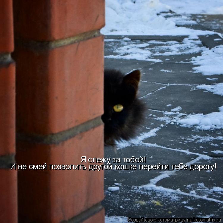 Я слежу за тобой! И не смей позволить другой кошке перейти тебе дорогу !... Котоматрица: Я слежу за тобой! И не смей позволить другой кошке перейти тебе дорогу !
