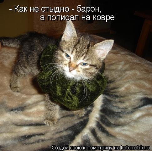 - Как не стыдно - барон, а пописал на ковре!... Котоматрица: - Как не стыдно - барон, а пописал на ковре!