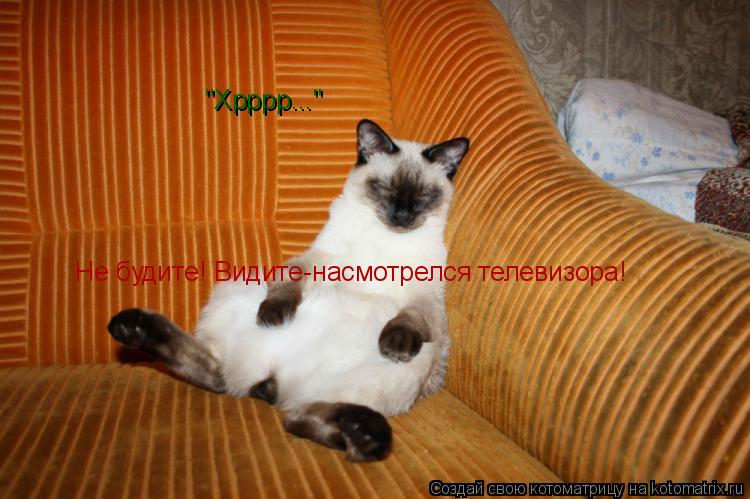 "Хрррр..." Не будите! Видите-насмотрелся телевизора!... Котоматрица: "Хрррр..." Не будите! Видите-насмотрелся телевизора!