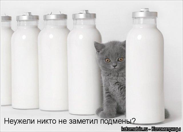 Неужели никто не заметил подмены?... Котоматрица: Неужели никто не заметил подмены?