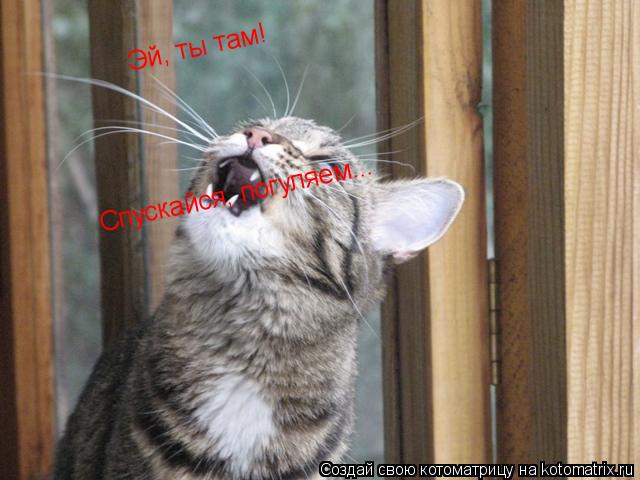Эй, ты там! Спускайся, погуляем...... Котоматрица: Эй, ты там! Спускайся, погуляем...