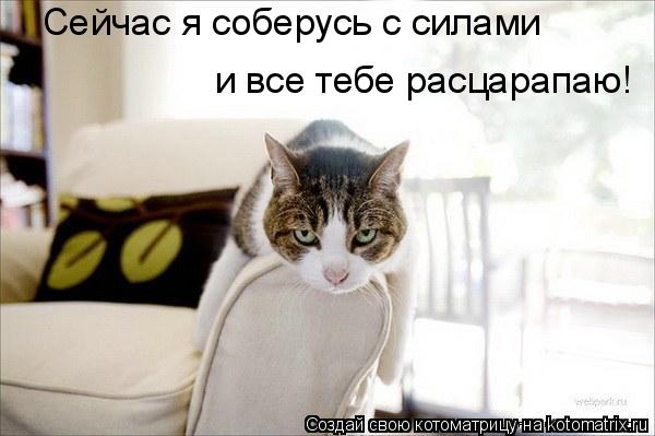 Сейчас я соберусь с силами и все тебе расцарапаю!... Котоматрица: Сейчас я соберусь с силами и все тебе расцарапаю!