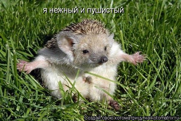 я нежный и пушистый... Котоматрица: я нежный и пушистый