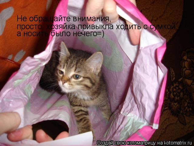 Не обращайте внимания, просто, хозяйка привыкла ходить с сумкой, а носить было нечего=)... Котоматрица: Не обращайте внимания, просто, хозяйка привыкла ходить с сумкой, а носить было нечего=)
