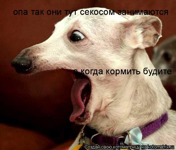 опа так они тут секосом занимаются а когда кормить будите... Котоматрица: опа так они тут секосом занимаются а когда кормить будите