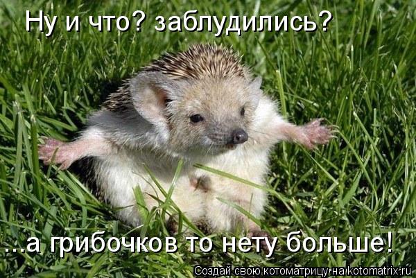 Ну и что? заблудились? ...а грибочков то нету больше!... Котоматрица: Ну и что? заблудились? ...а грибочков то нету больше!