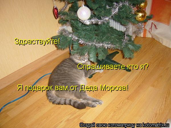 Здраствуйте! Спрашиваете кто я? Я подарок вам,от Деда Мороза!... Котоматрица: Здраствуйте! Спрашиваете кто я? Я подарок вам,от Деда Мороза!