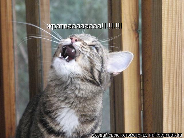 жратваааааааа!!!!!!!!!... Котоматрица: жратваааааааа!!!!!!!!!