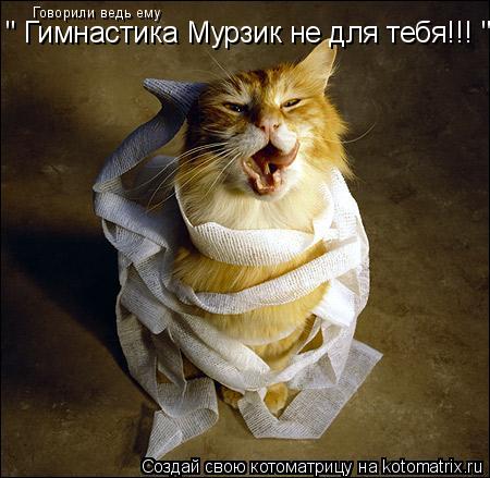 Говорили ведь ему " Гимнастика Мурзик не для тебя!!! "... Котоматрица: Говорили ведь ему " Гимнастика Мурзик не для тебя!!! "