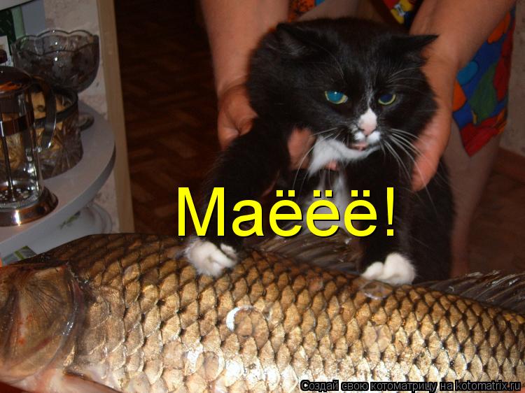 Маёёё!... Котоматрица: Маёёё!