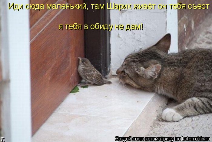 Иди сюда маленький, там Шарик живёт он тебя съест я тебя в обиду не дам!... Котоматрица: Иди сюда маленький, там Шарик живёт он тебя съест я тебя в обиду не дам!