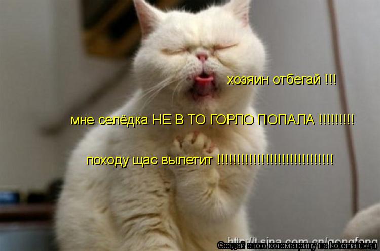 хозяин отбегай !!! мне селёдка НЕ В ТО ГОРЛО ПОПАЛА !!!!!!!!! походу щас вылетит !!!!!!!!!!!!!!!!!!!... Котоматрица: хозяин отбегай !!! мне селёдка НЕ В ТО ГОРЛО ПОПАЛА !!!!!!!!! походу щас вылетит !!!!!!!!!!!!!!!!!!!!!!!!!!!!!