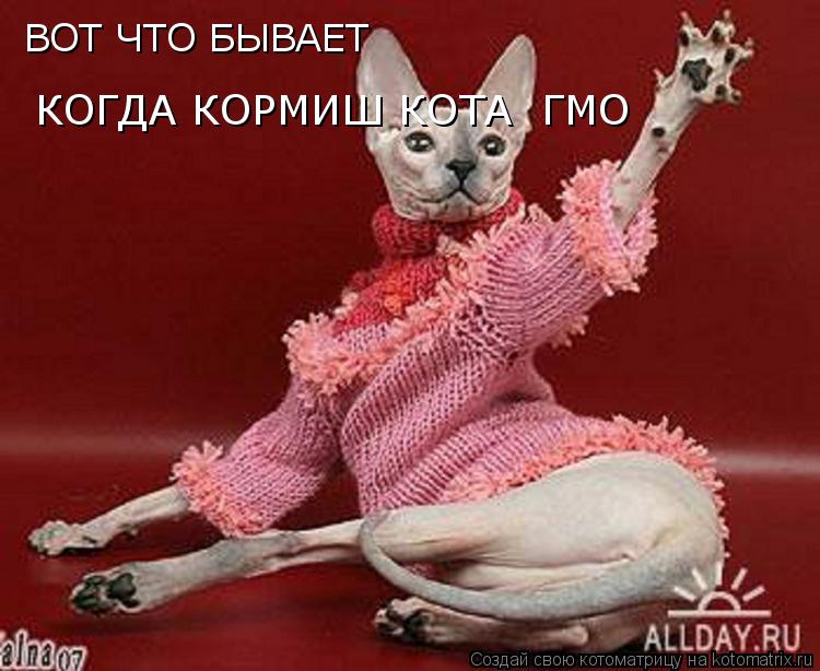 ВОТ ЧТО БЫВАЕТ КОГДА КОРМИШ КОТА ГМО... Котоматрица: ВОТ ЧТО БЫВАЕТ КОГДА КОРМИШ КОТА ГМО
