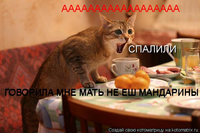 АААААААААААААААААА СПАЛИЛИ ГОВОРИЛА МНЕ МАТЬ НЕ ЕШ МАНДАРИНЫ ГОВОРИЛА МНЕ МАТЬ НЕ ЕШ МАНДАРИНЫ ГОВОРИ... Котоматрица: АААААААААААААААААА СПАЛИЛИ ГОВОРИЛА МНЕ МАТЬ НЕ ЕШ МАНДАРИНЫ ГОВОРИЛА МНЕ МАТЬ НЕ ЕШ МАНДАРИНЫ ГОВОРИЛА МНЕ МАТЬ НЕ ЕШ МАНДАРИНЫ