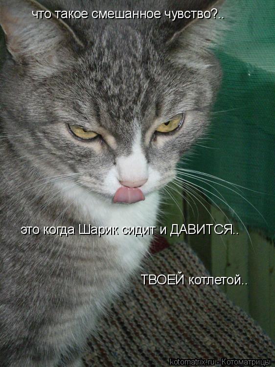 что такое смешанное чувство?.. это когда Шарик сидит и ДАВИТСЯ.. ТВОЕЙ котлетой..... Котоматрица: что такое смешанное чувство?.. это когда Шарик сидит и ДАВИТСЯ.. ТВОЕЙ котлетой..