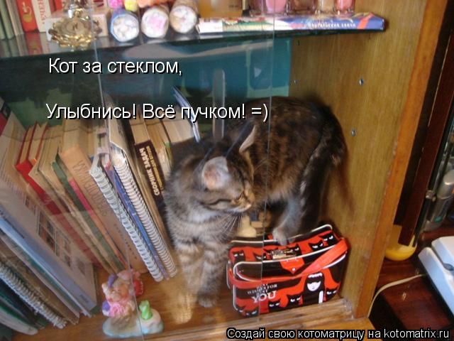 Кот за стеклом, Улыбнись! Всё пучком! =)... Котоматрица: Кот за стеклом, Улыбнись! Всё пучком! =)