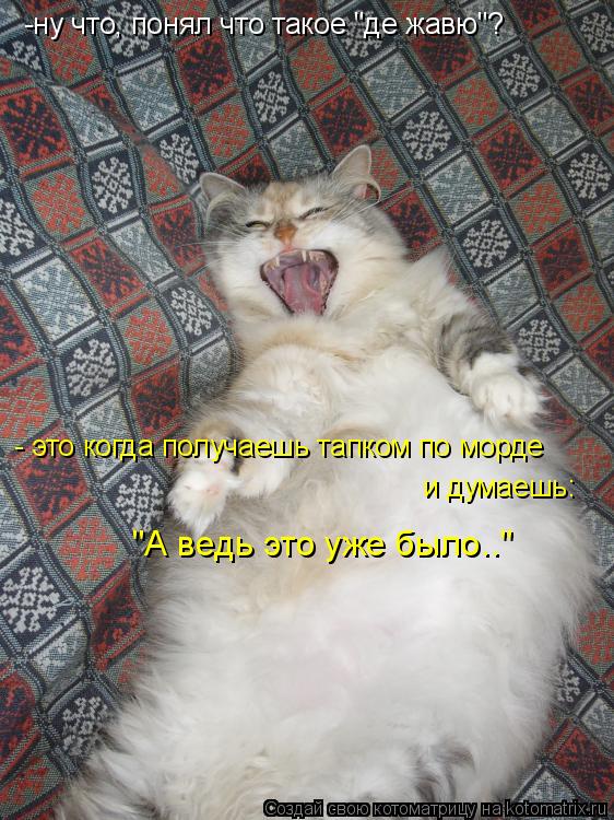 -ну что, понял что такое "де жавю"? - это когда получаешь тапком по морде и думаешь: "А ведь это уже ... Котоматрица: -ну что, понял что такое "де жавю"? - это когда получаешь тапком по морде и думаешь: "А ведь это уже было.."