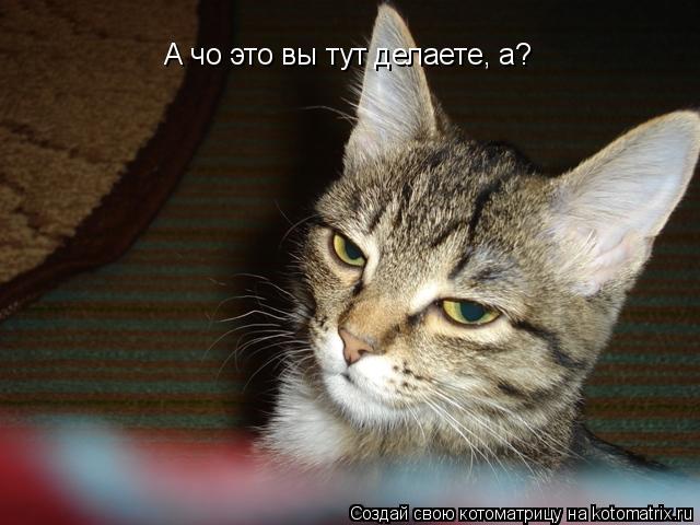А чо это вы тут делаете, а?... Котоматрица: А чо это вы тут делаете, а?