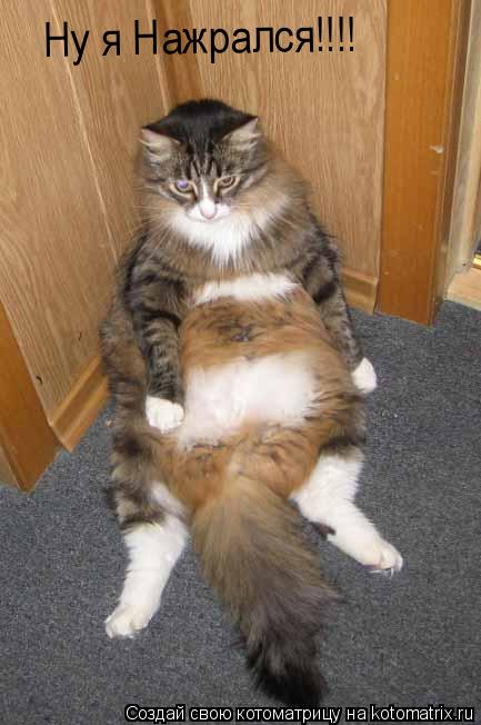 Ну я Нажрался!!!!... Котоматрица: Ну я Нажрался!!!!