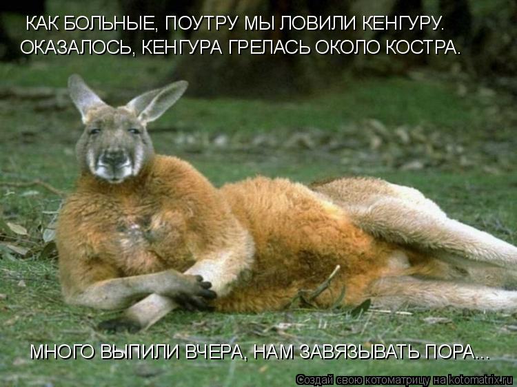 КАК БОЛЬНЫЕ, ПОУТРУ МЫ ЛОВИЛИ КЕНГУРУ. ОКАЗАЛОСЬ, КЕНГУРА ГРЕЛАСЬ ОКОЛО КОСТРА. МНОГО ВЫПИЛИ ВЧЕРА, Н... Котоматрица: КАК БОЛЬНЫЕ, ПОУТРУ МЫ ЛОВИЛИ КЕНГУРУ. ОКАЗАЛОСЬ, КЕНГУРА ГРЕЛАСЬ ОКОЛО КОСТРА. МНОГО ВЫПИЛИ ВЧЕРА, НАМ ЗАВЯЗЫВАТЬ ПОРА...