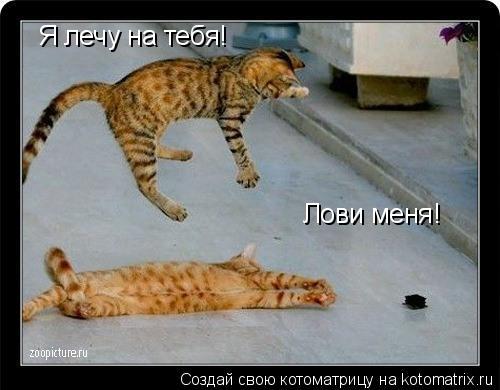 Я лечу на тебя! Лови меня!... Котоматрица: Я лечу на тебя! Лови меня!