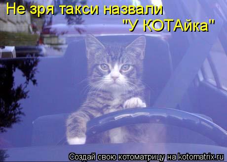 Не зря такси назвали "У КОТАйка"... Котоматрица: Не зря такси назвали "У КОТАйка"