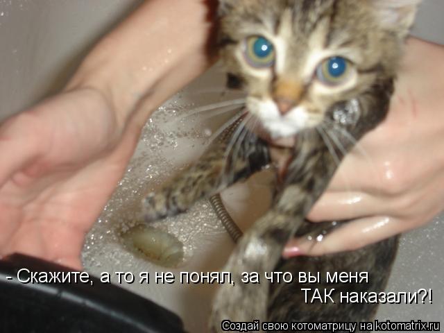 - Скажите, а то я не понял, за что вы меня ТАК наказали?!... Котоматрица: - Скажите, а то я не понял, за что вы меня ТАК наказали?!
