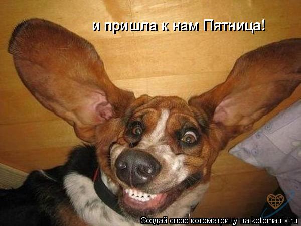 и пришла к нам Пятница! и пришла к нам Пятница!... Котоматрица: и пришла к нам Пятница! и пришла к нам Пятница!