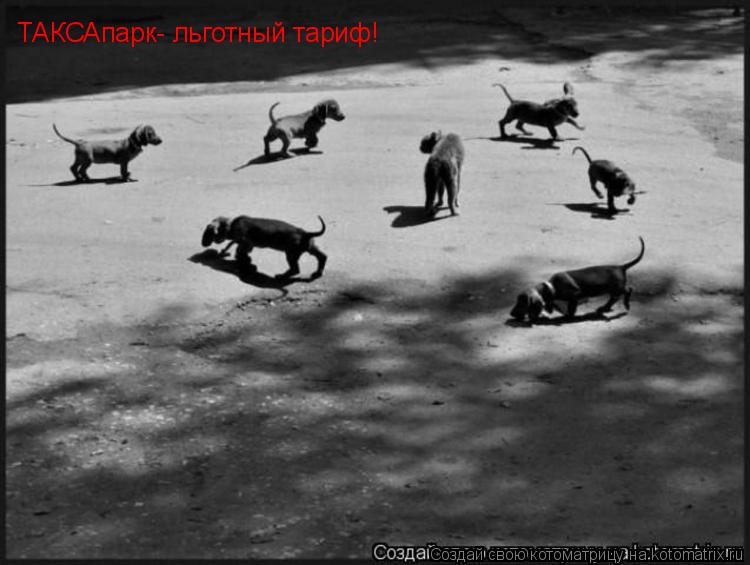 ТАКСАпарк- льготный тариф!... Котоматрица: ТАКСАпарк- льготный тариф!