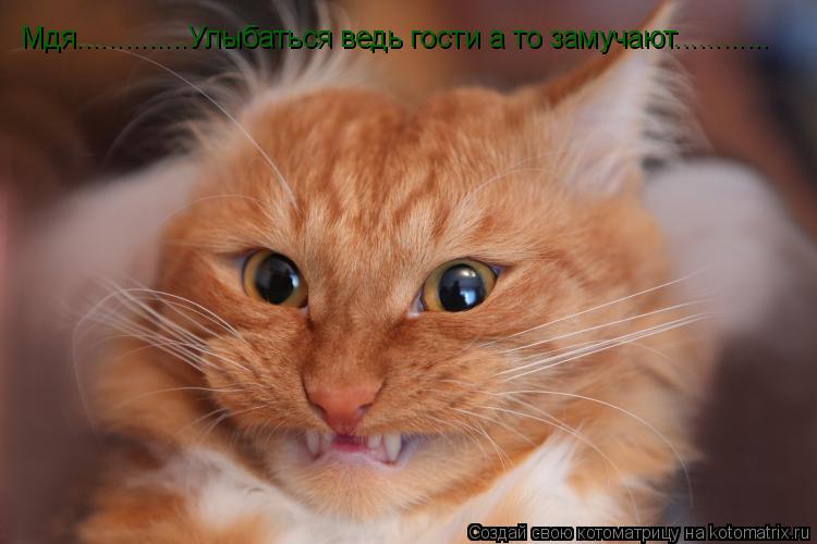 Мдя..............Улыбаться ведь гости а то замучают............... Котоматрица: Мдя..............Улыбаться ведь гости а то замучают............