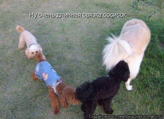 Ну очень длинная связка сосисок... Котоматрица: Ну очень длинная связка сосисок
