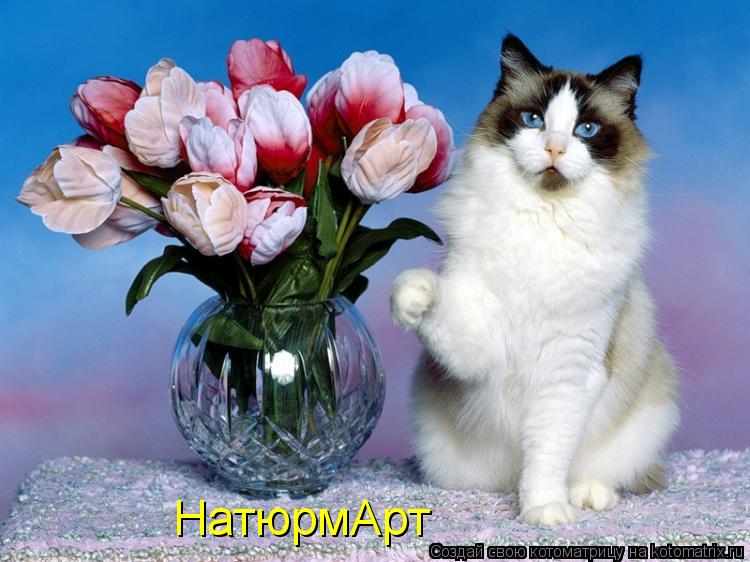 НатюрмАрт... Котоматрица: НатюрмАрт
